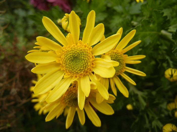 Yellow Chrysanthemum (2012, Nov.09) - Yellow Chrysanthemum