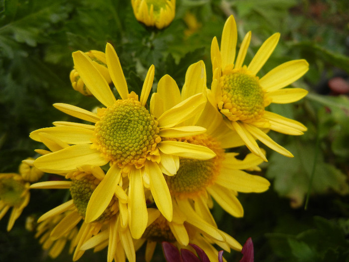 Yellow Chrysanthemum (2012, Nov.09) - Yellow Chrysanthemum