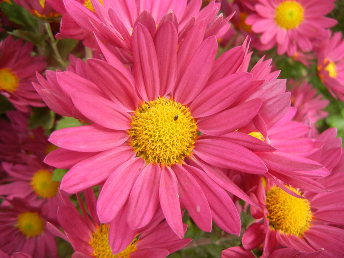 Purple & Yellow Chrysanth (2012, Nov.09)