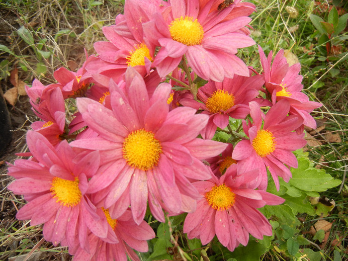 Purple & Yellow Chrysanth (2012, Nov.09)