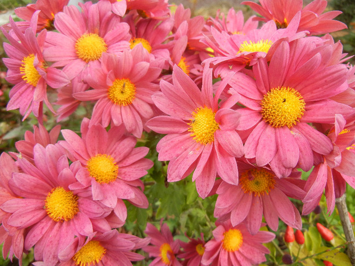 Purple & Yellow Chrysanth (2012, Nov.09)