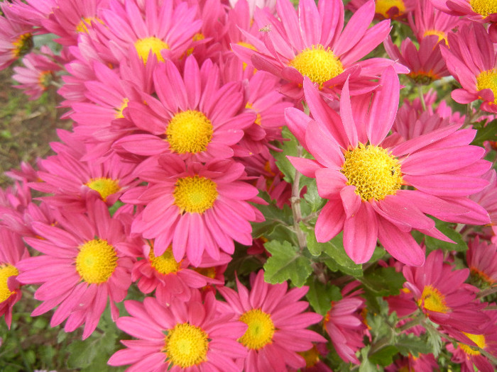 Purple & Yellow Chrysanth (2012, Nov.09)