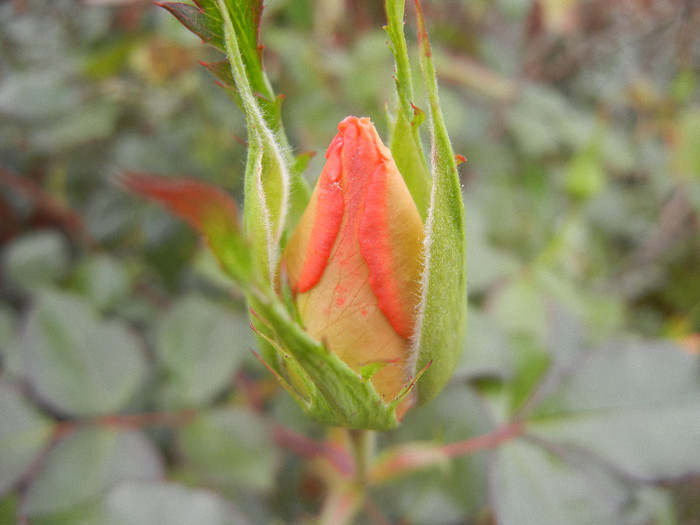 Rose Monica (2012, November 09)