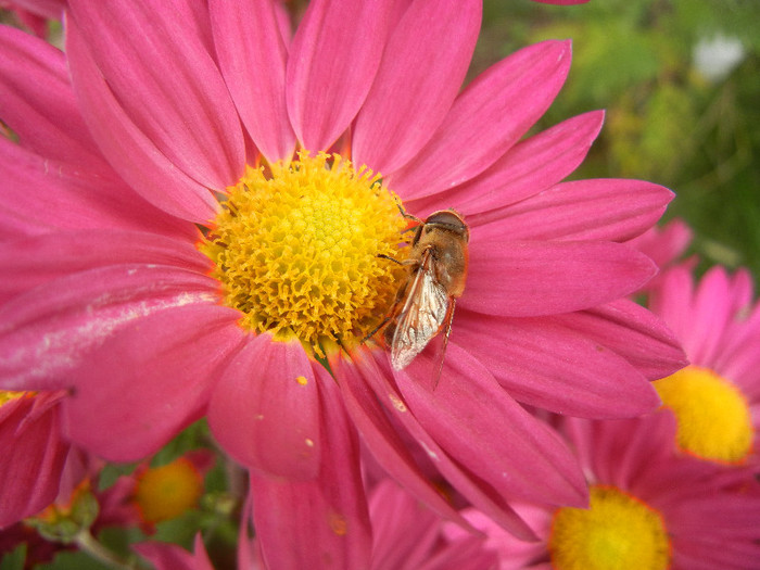 Bee on Chrysanthemum (2012, Nov.09)
