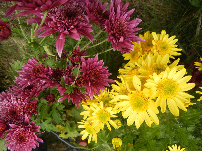 Chrysanthemum (2012, November 09) - 11 Garden in November