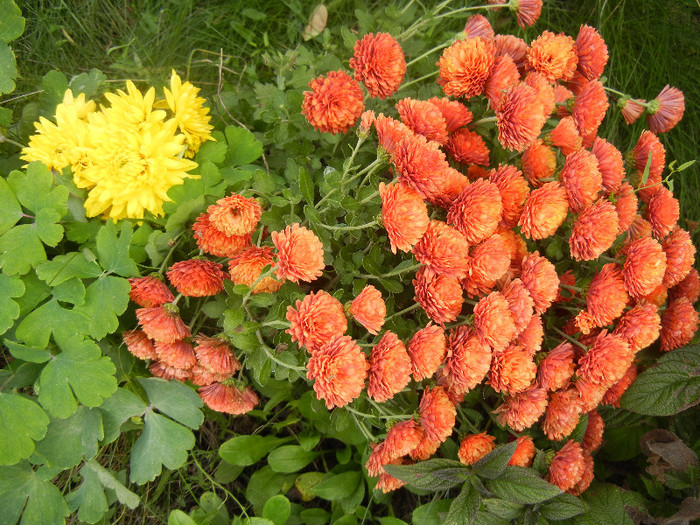 Chrysanthemum (2012, November 09) - 11 Garden in November