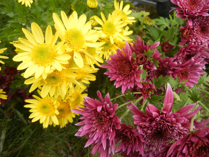 Chrysanthemum (2012, November 09) - 11 Garden in November
