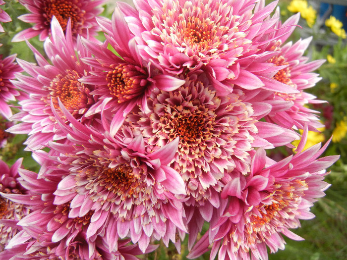 Purple & White Chrysanth (2012, Nov.09) - Purple White Chrysanthemum