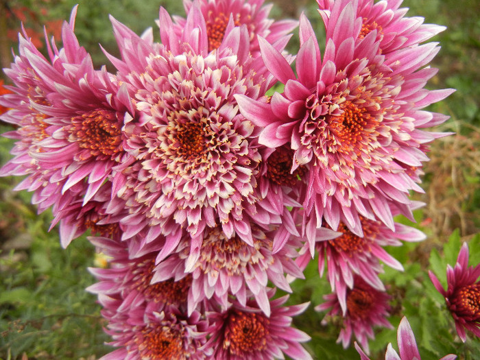 Purple & White Chrysanth (2012, Nov.09)