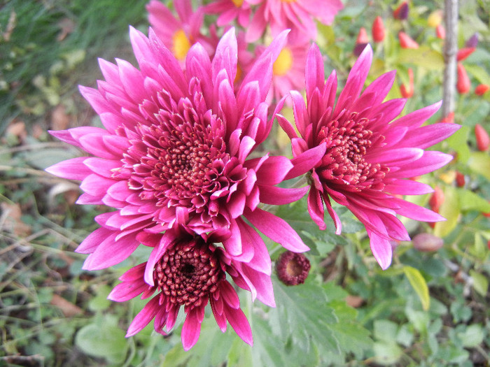 Purple & White Chrysanth (2012, Nov.09)