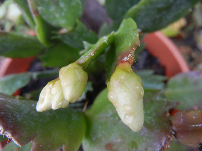 White Schlumbergera (2012, Nov.02) - Schlumbergera White