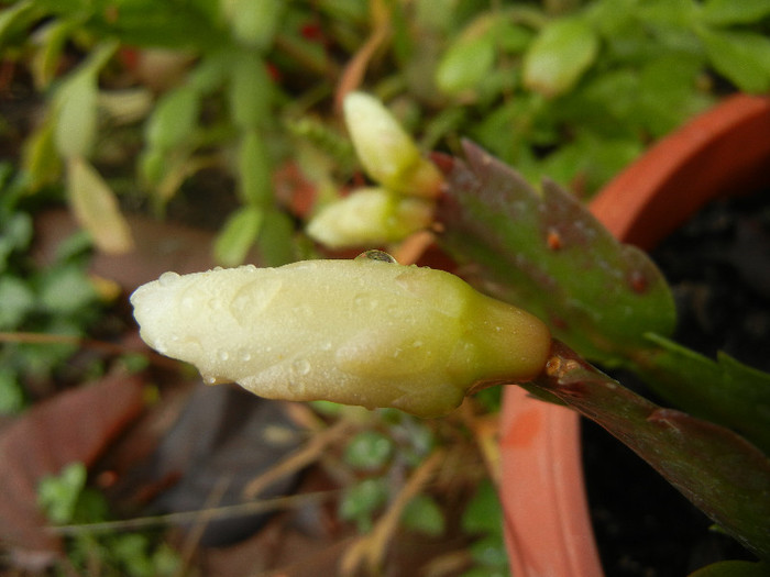 White Schlumbergera (2012, Nov.02) - Schlumbergera White