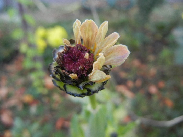 Zinnia elegans (2011, November 04) - ZINNIA Elegans