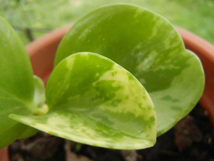 Marble Peperomia (2012, November 09) 09nov12 - Peperomia obtusifolia Var