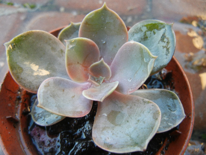 Echeveria metallica (2012, Nov.03) - Echeveria metallica