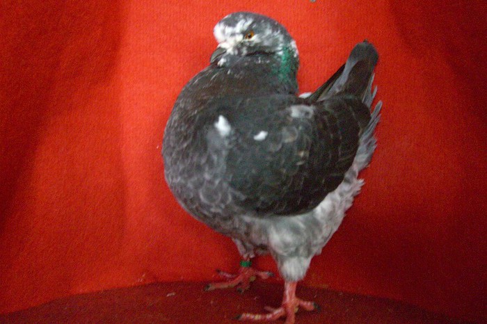 12 , F 2007 , RO 699.....A