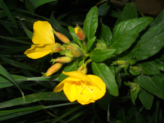 fotok 647 - PLANTE