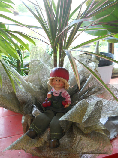 fotok 649 - PLANTE