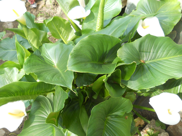 fotok 525 - PLANTE