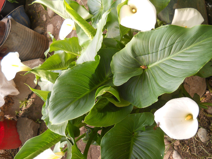 fotok 527 - PLANTE