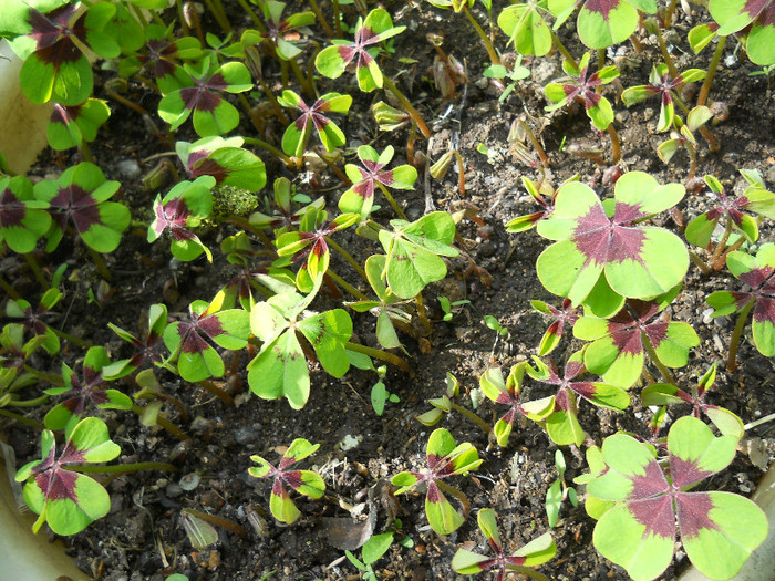 fotok 528 - PLANTE
