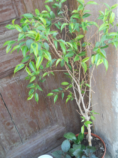 fotok 654 - PLANTE