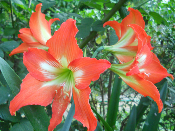 fotok 659 - PLANTE