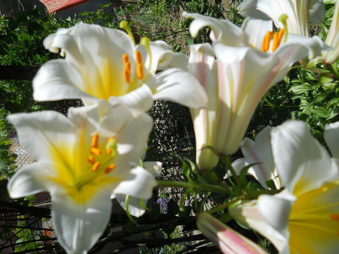 fotok 661 - PLANTE