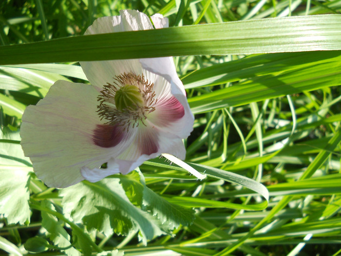fotok 662 - PLANTE