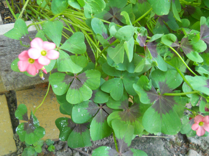 fotok 677 - PLANTE