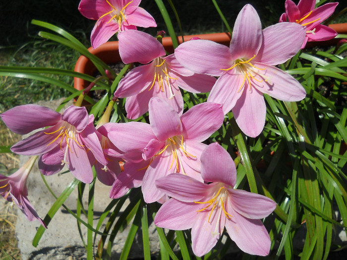 fotok 680 - PLANTE