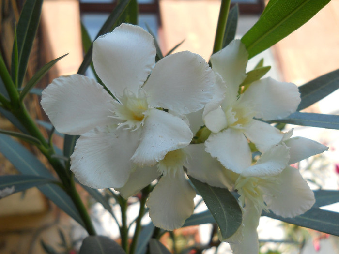 fotok 681 - PLANTE