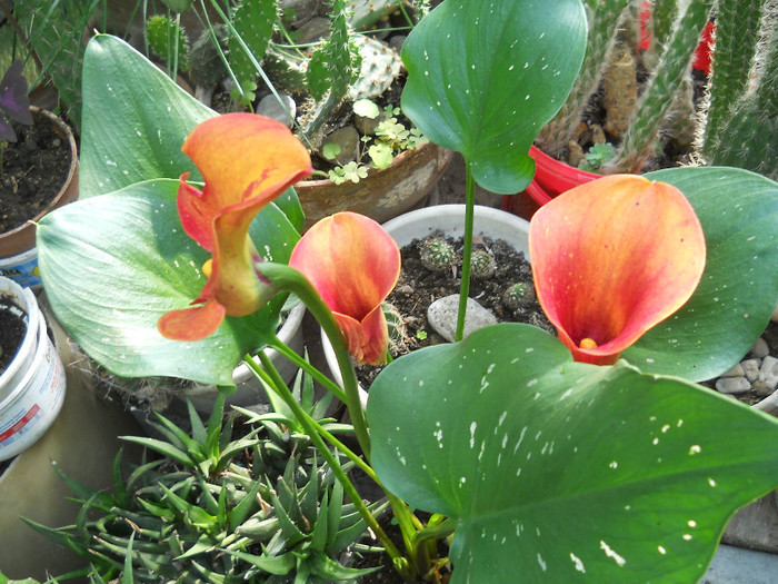 fotok 686 - PLANTE