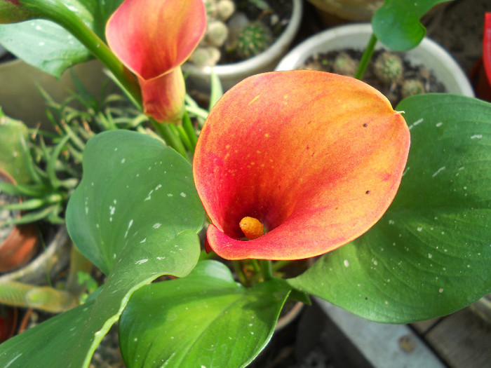 fotok 687 - PLANTE