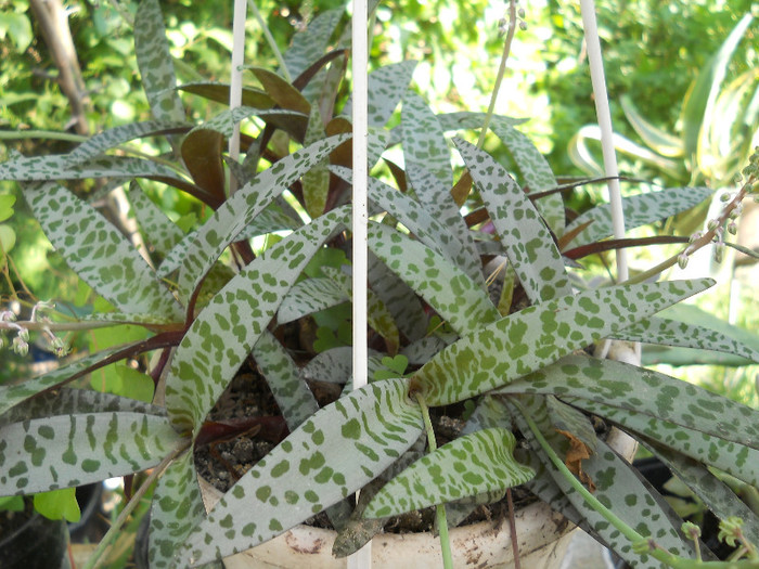 fotok 688 - PLANTE