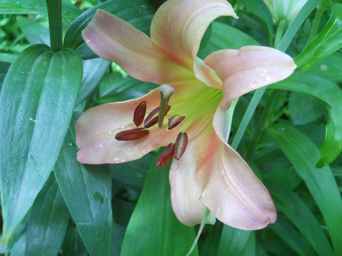 fotok 702 - PLANTE