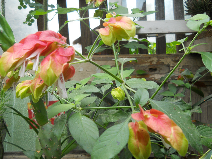 fotok 706 - PLANTE