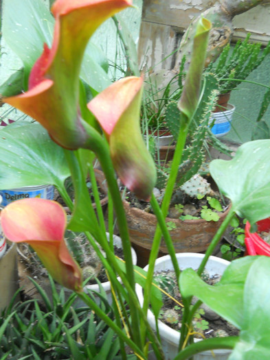 fotok 707 - PLANTE