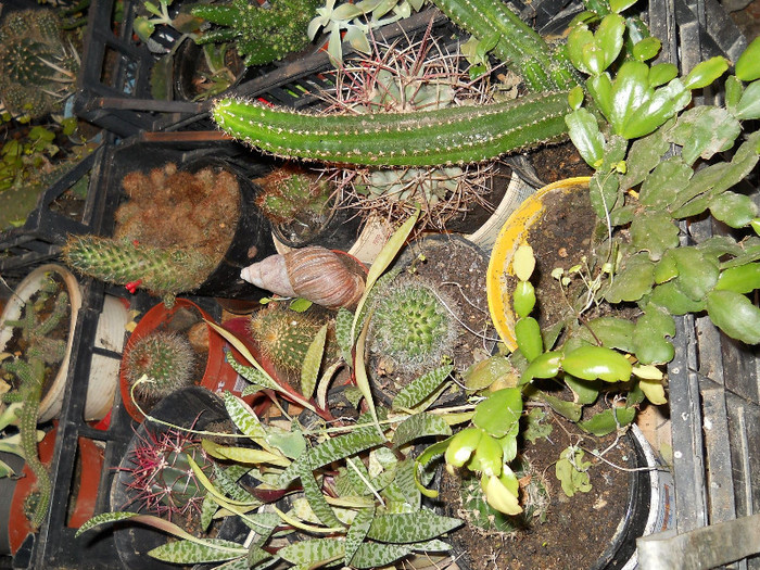 fotok 017 - cactusi si suculente
