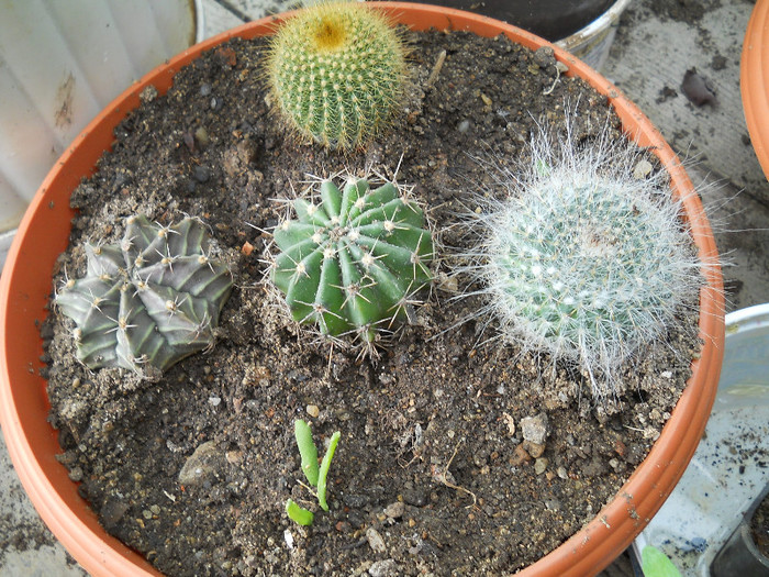 fotok 350 - cactusi si suculente