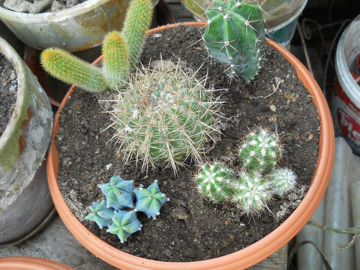 fotok 353 - cactusi si suculente