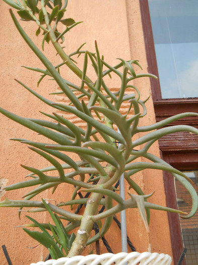 fotok 653 - cactusi si suculente