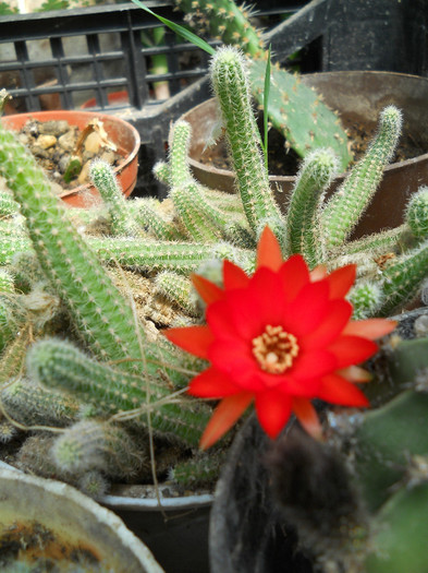 fotok 665 - cactusi si suculente