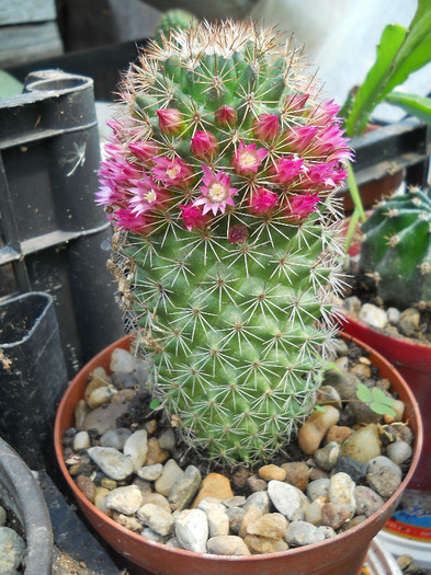 fotok 667 - cactusi si suculente