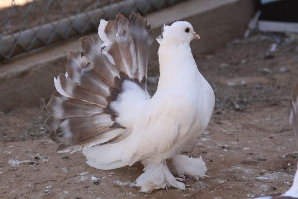 PigeonFanciers-1341703063-d_pic - APARITIA VOLTATULUI INDIAN