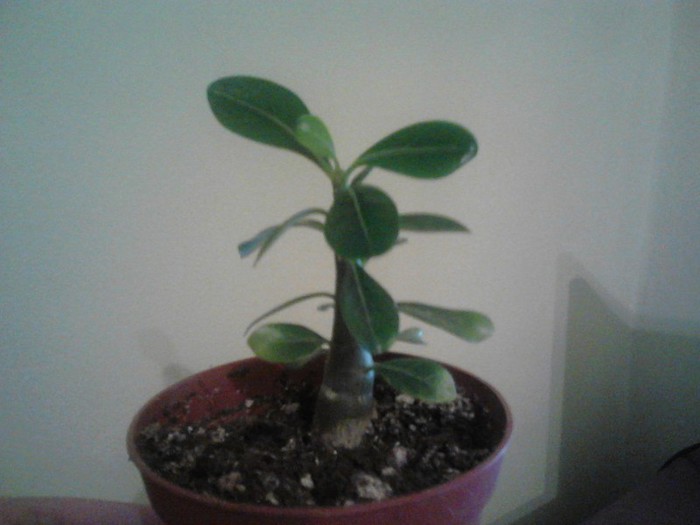 au crescut grasuneii - Adenium din seminte