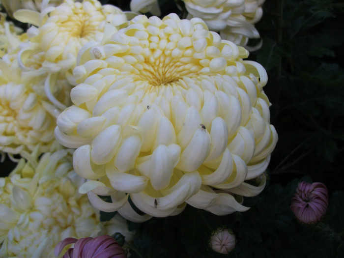 Olymp Lemon