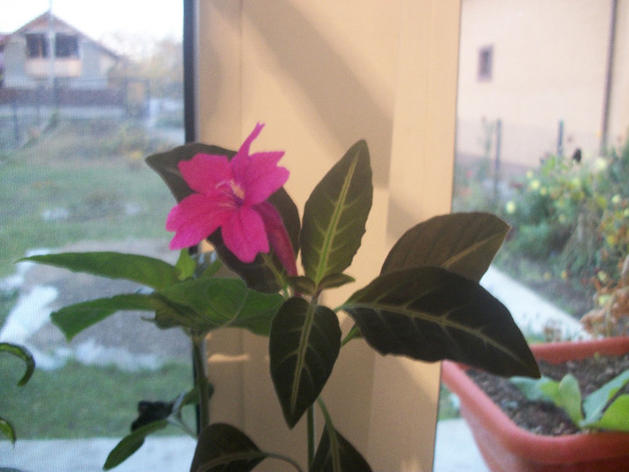 100_4969 - ruellia portellae