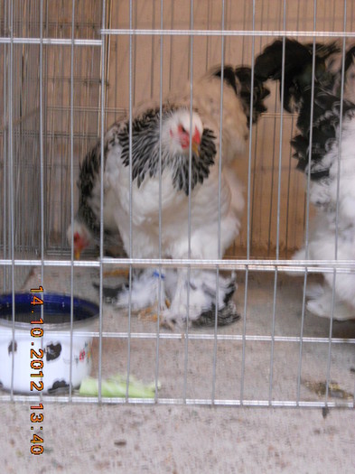 DSCN7794