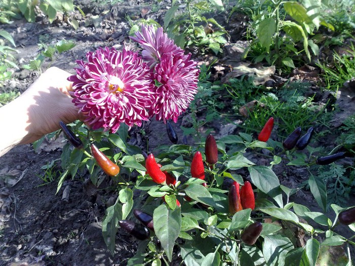 negru mic - Ardei iuti